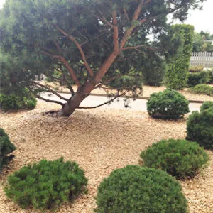 Хвойная щепа оптом в Санкт-Петербурге купить - оперативная доставка по всей России